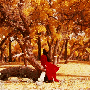 yxwindy.gif