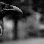raven.gif